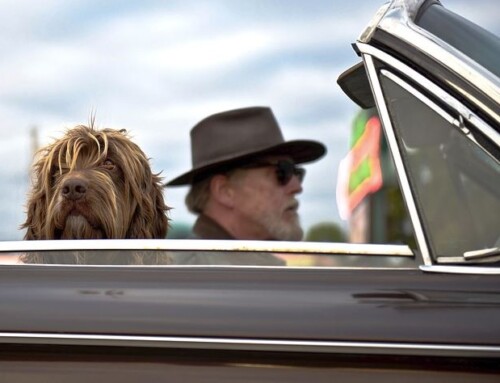 City of Charlotte Reduces Auto Fee For Older Residents Meeting Income Limits