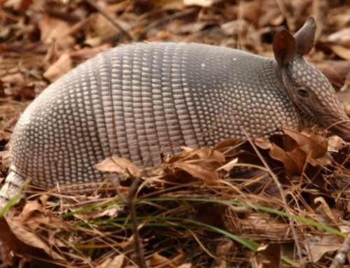 Armadillo In Charlotte?!