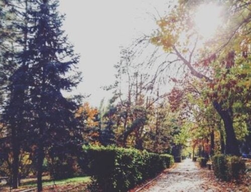 Florence And Michael Brought Big Questions About Tree Removal Responsibility