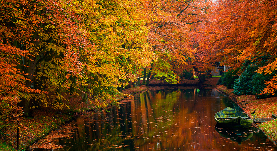 lots of beautiful autumn colors in the forest